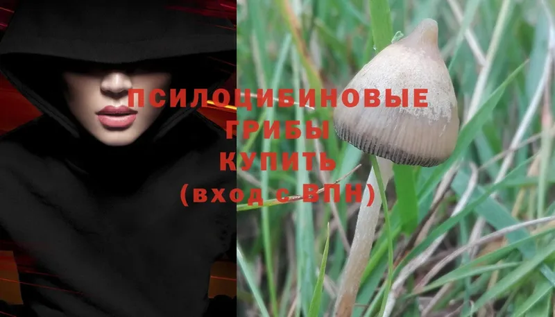 Галлюциногенные грибы Magic Shrooms  где продают наркотики  Волгореченск 